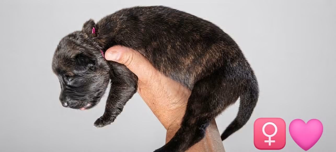 du domaine des Sphinx Noirs - Chiots disponibles - Berger hollandais
