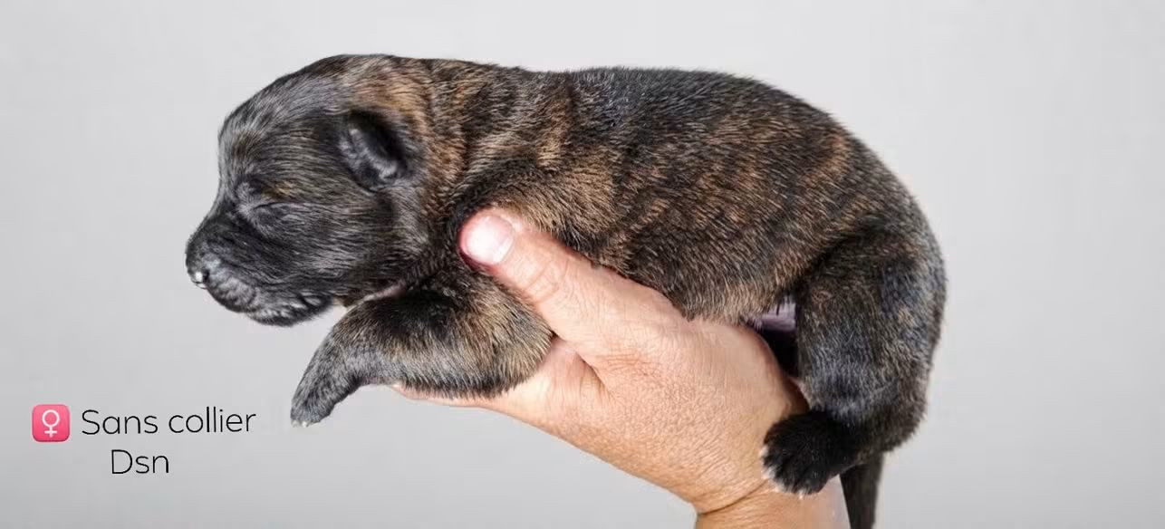du domaine des Sphinx Noirs - Chiots disponibles - Berger hollandais