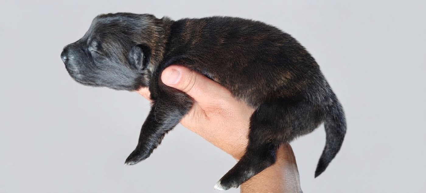 du domaine des Sphinx Noirs - Chiots disponibles - Berger hollandais