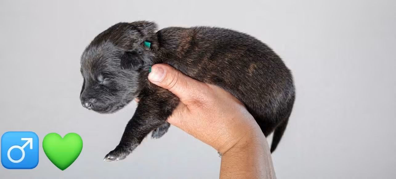 du domaine des Sphinx Noirs - Chiots disponibles - Berger hollandais