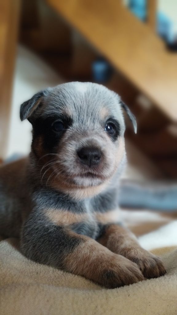 du domaine des Sphinx Noirs - Bouvier australien - Portée née le 08/09/2025