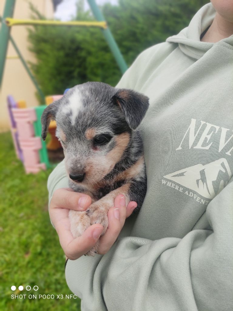 du domaine des Sphinx Noirs - Chiots disponibles - Bouvier australien
